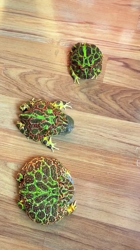 一口一个嘎嘣脆