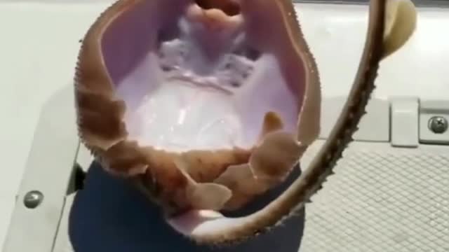cutest smiling stingray fish