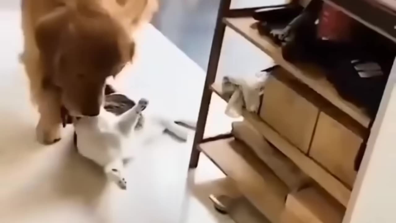 Cute dogs moments enjoy and Play with each other 😊😊