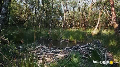 The Teeth of This Beaver Have a Metallic Coating Carpathian Predators Smithsonian Channel