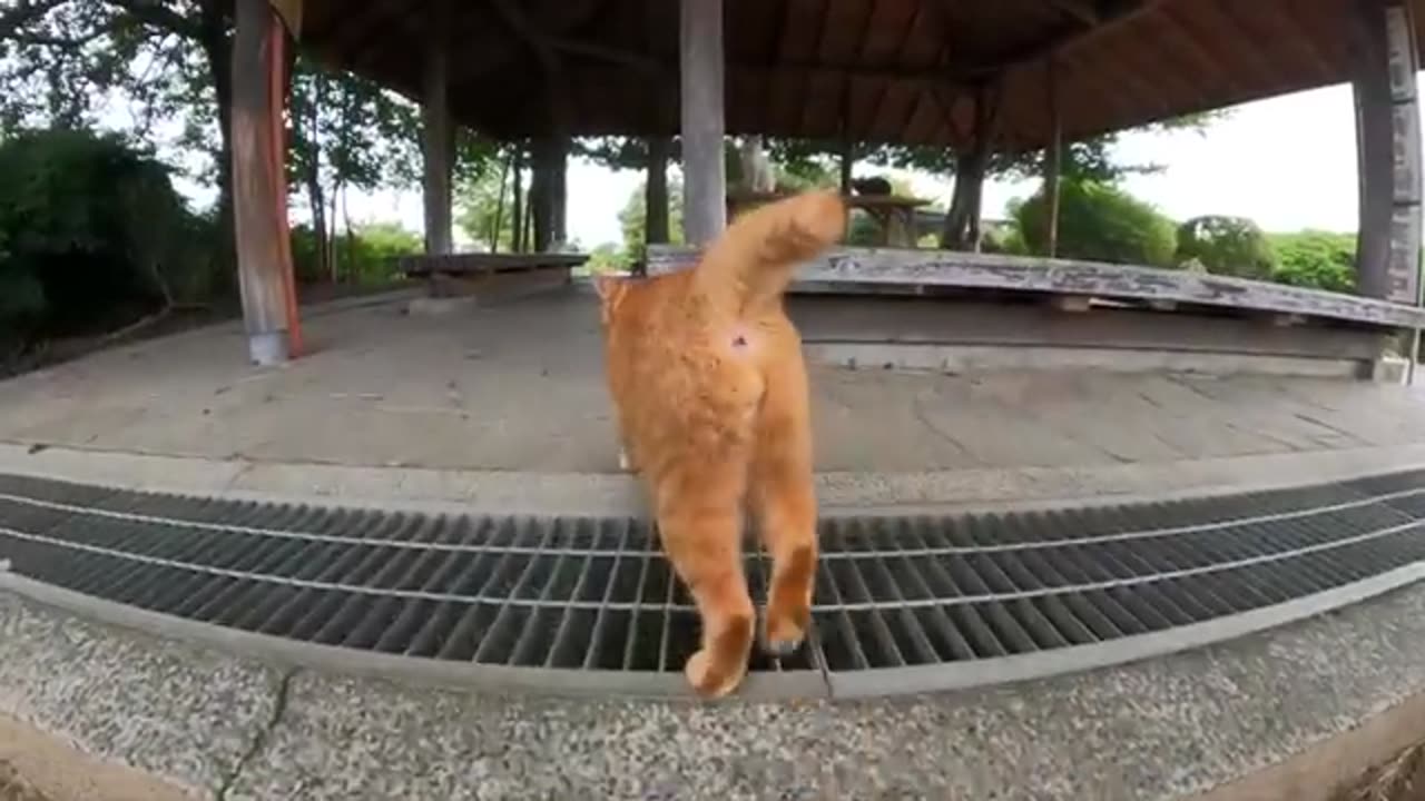 Cat trusts humans and introduces many fellow cats