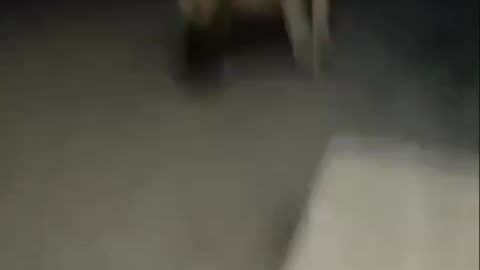 Lion Attack in Gujarat