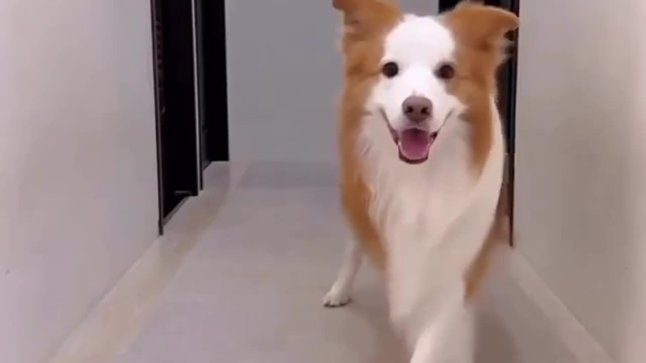 Dog funny