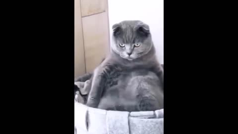 Cat funny 😂😂