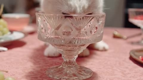 Cat swallow