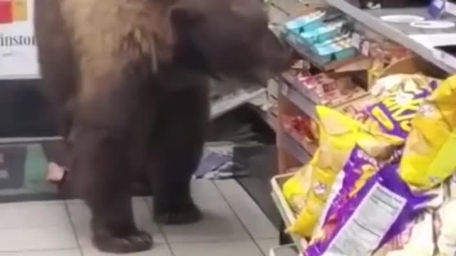 bear in the shop