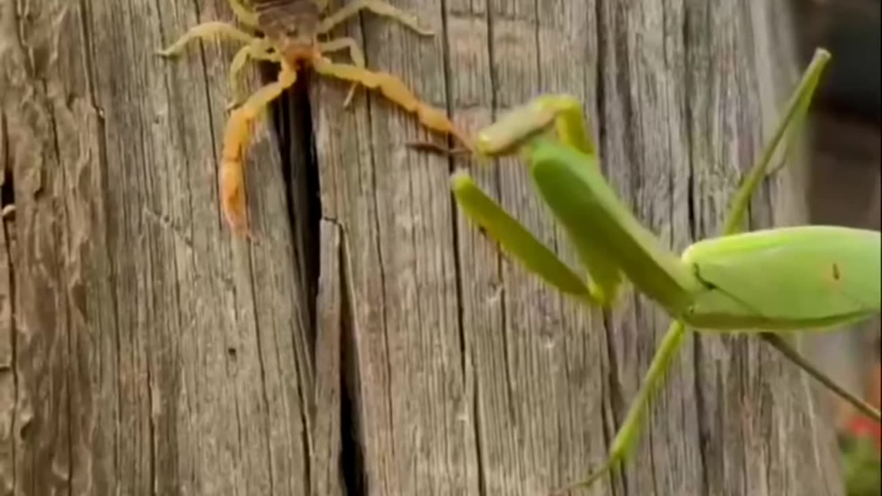 Praying Mantis Vs Scorpion playing or fighting