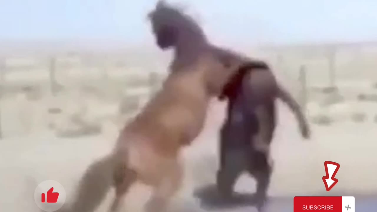 Horses funny Fight