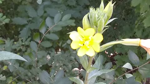 Evening Primrose