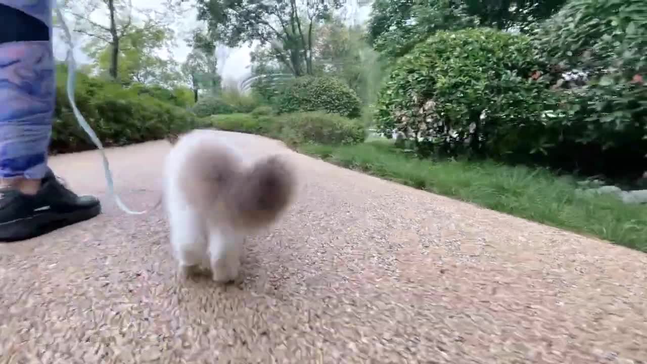 Morning Walk With My Kitten