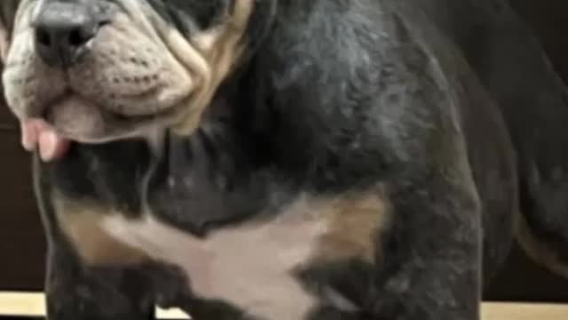 Стрим абхазских блогеров в ТикТоке – 13.02.2022