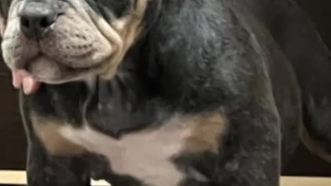 Стрим абхазских блогеров в ТикТоке – 13.02.2022