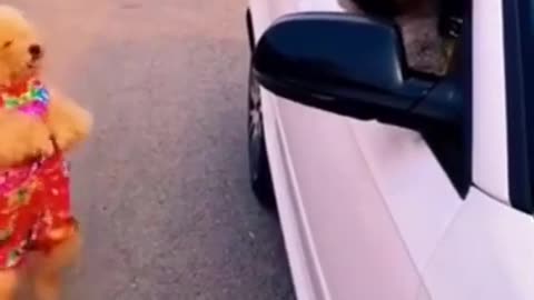 Funny Dog Videos 2023