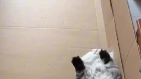 😹 LAZIEST Cat In The World! 😄 So Darn Cute! 😽 Adorable, Hilarious & Amazing Cats 💕Astounding Animals