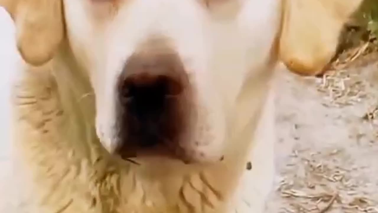 Animals funny video doggy lover with dogs ❤️🥰😍😎