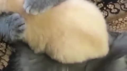 CUTE CAT FAT