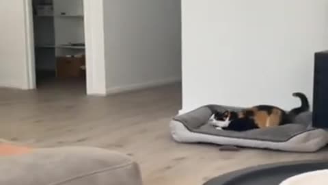 Cute and funny dog and cat