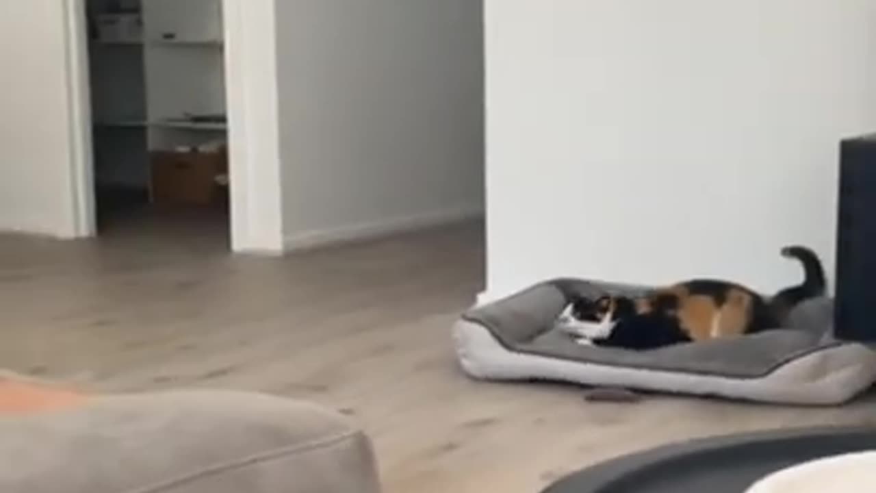 Cute and funny dog and cat