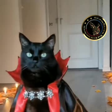 "WATCH THE BLACK MAGIC WOMAN CAT VIDEO"