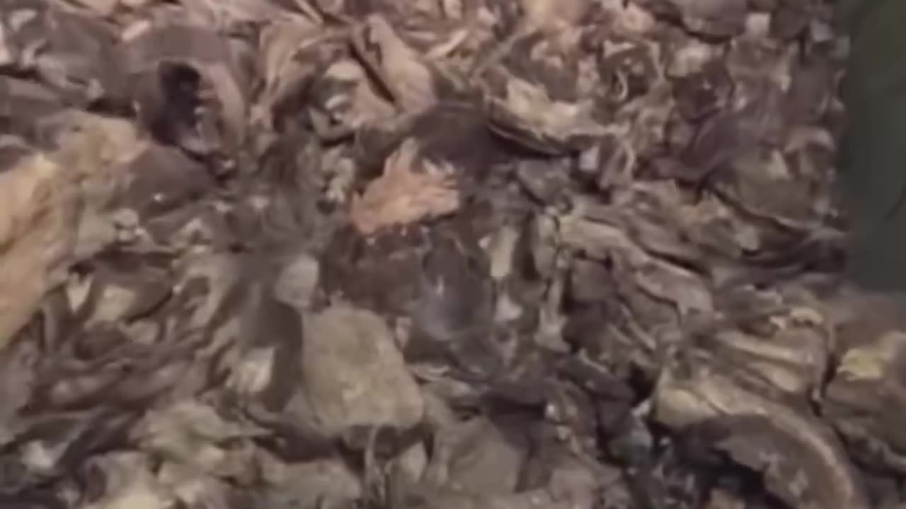 McDonald's Burgers. Must watch!