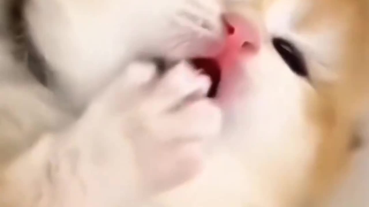 Beautiful cute kitten love meow 🐈🐱