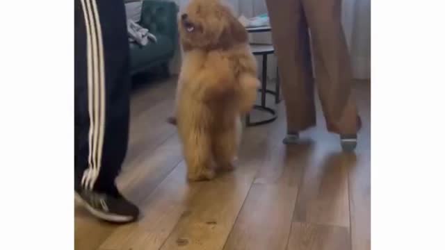 With husband and wife in the house Musical dog dances