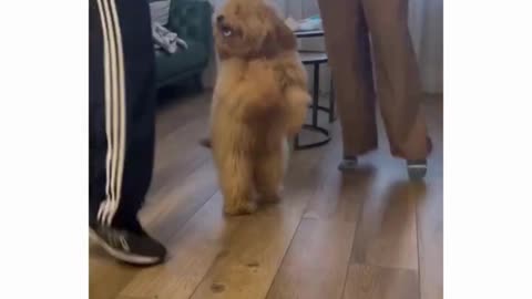 With husband and wife in the house Musical dog dances