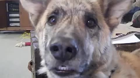 The ultimate dog tease
