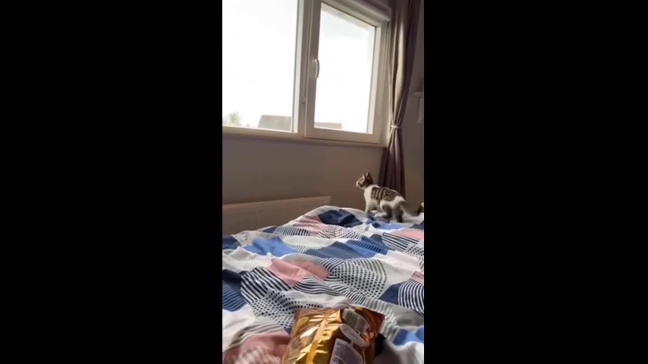 funny cat and dog