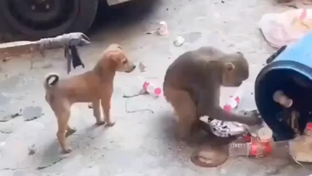 Amazing funny video dog with monkey 🐵