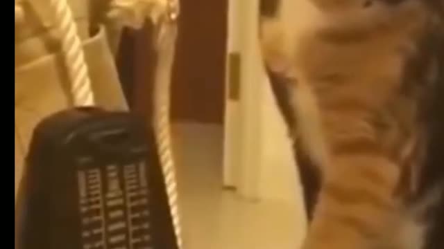 Funny cat video