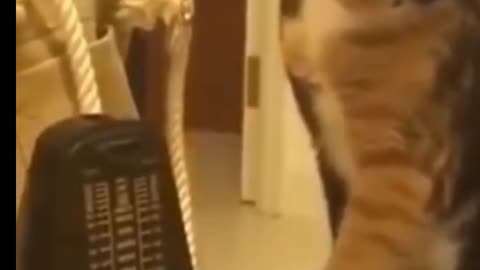 Funny cat video