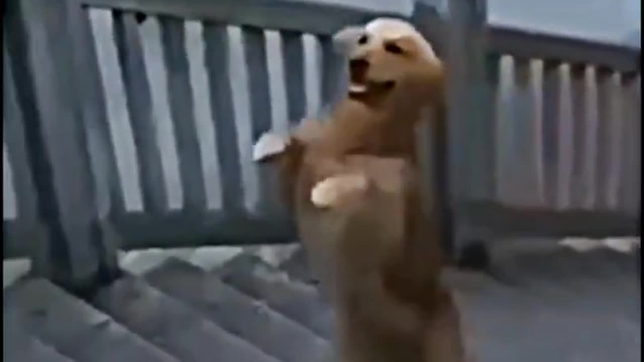 Very cute and funny clips for dogs 😂😂😂