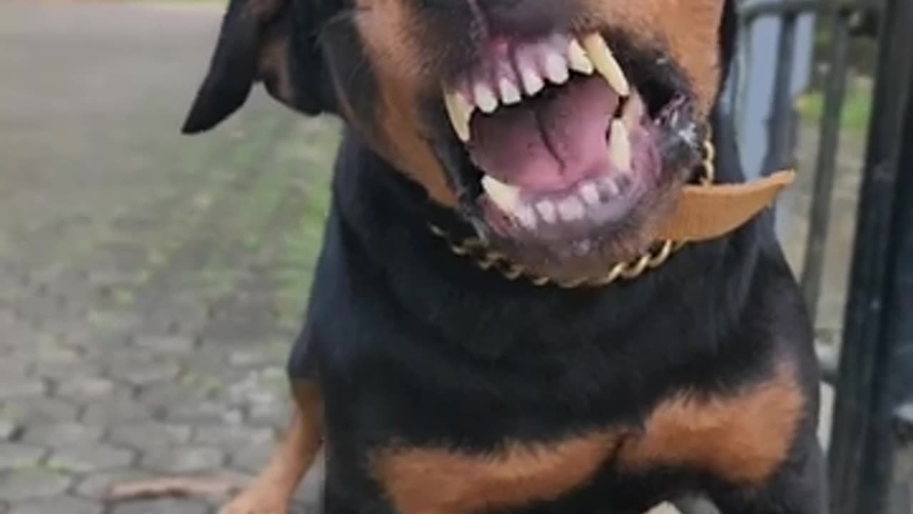 Epic Dog Barking Compilation: See How Your Dogs REACTS and Can't Resist!2023