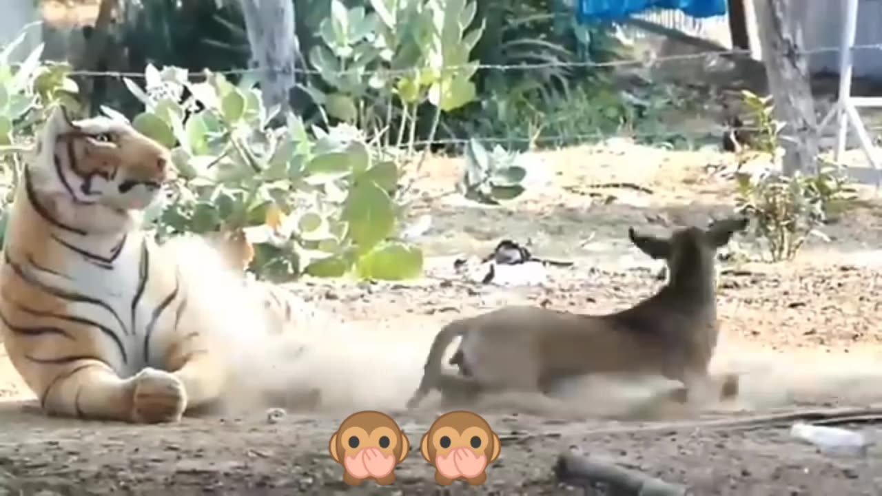 Troll Prank Dog Funny & Fake Lion and tiger & Huge Box Prank to dog 🤣🤣