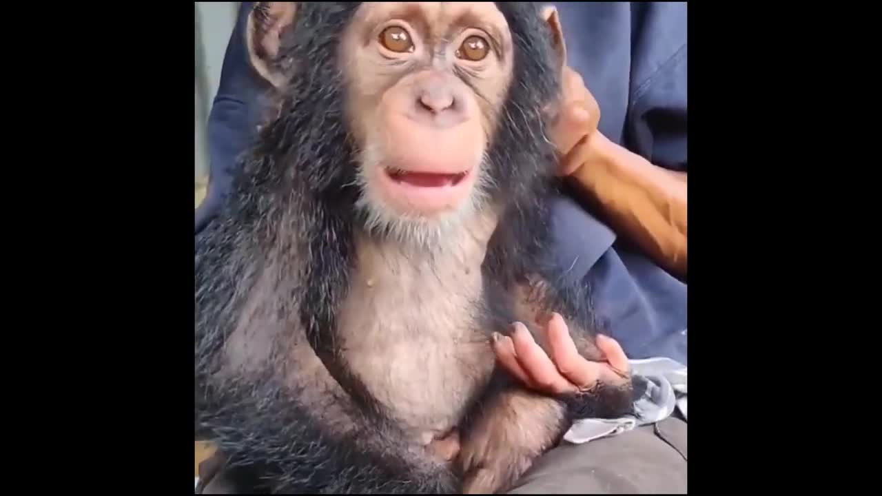 FUNNIEST MONKEYS - Funny Monkey Videos Compilation [BEST OF 2021]