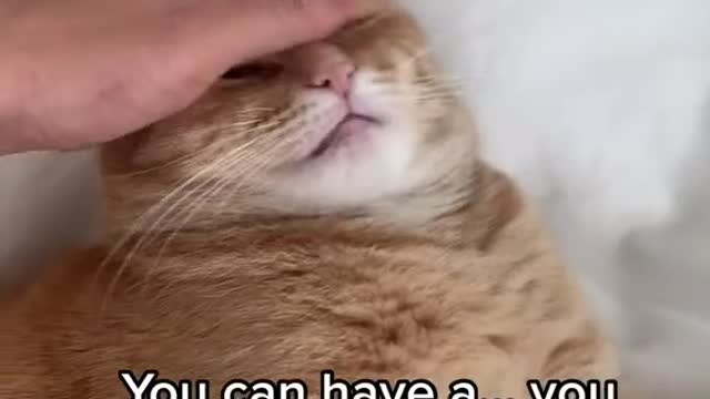 Cats were smarter before meeting a human