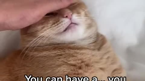 Cats were smarter before meeting a human