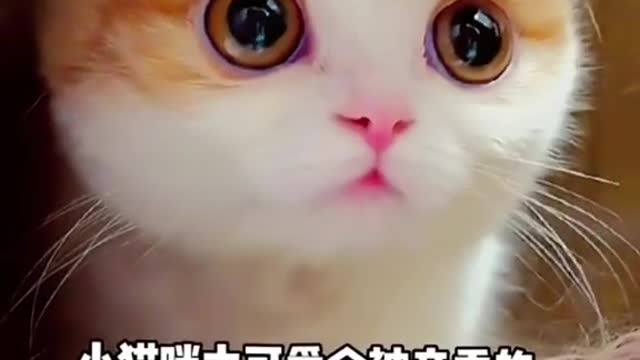 Have you ever seen a kitten with such big eyes 🤩