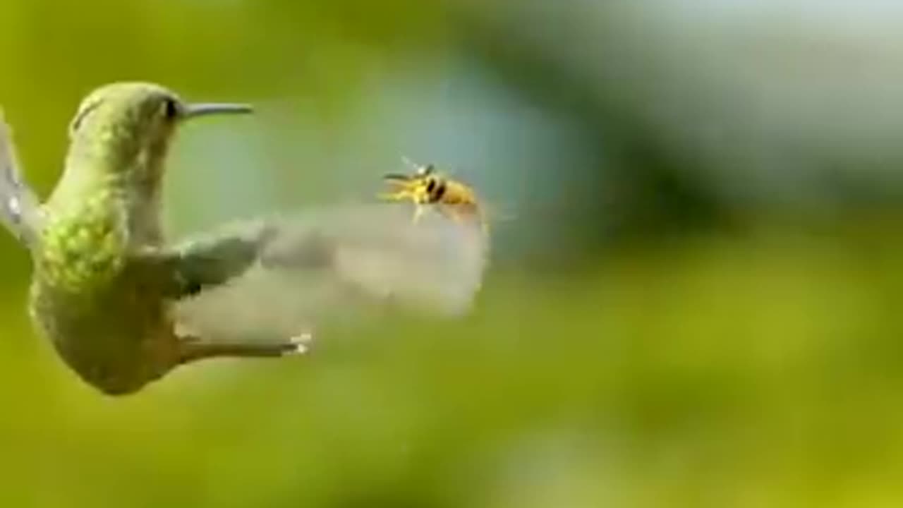 Hummingbird vs Wasp - Super Slomo