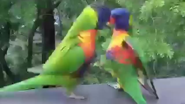 Beautiful parrot couple kissing love