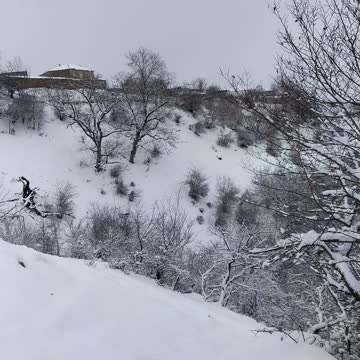 Зима и деревья