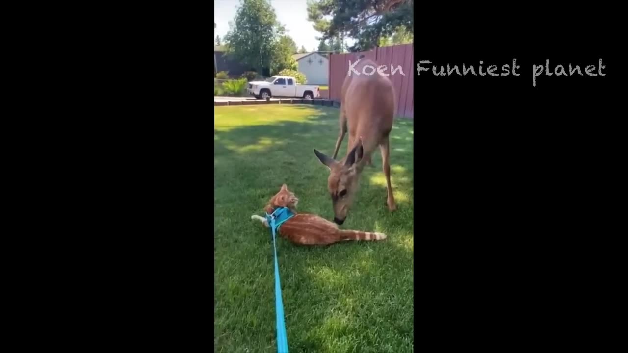 Funny Dogs And Cats Videos 2023 😅 - Best Funniest Animal Videos Of The Month 🥰👌