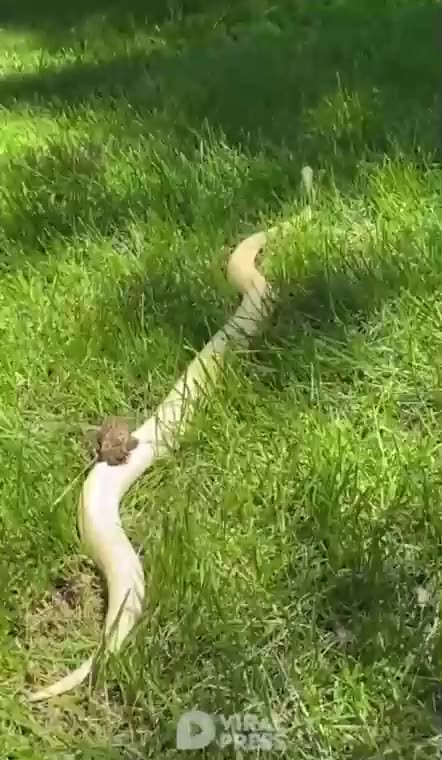 20210517文贵先生GETTR³：类似于当年在盘古开工时发现的白蛇，现在上面骑了一个癞蛤蟆……跟目前的盘古所遭受的境遇虐待．也非常相似……谁会是最后赢家呢？