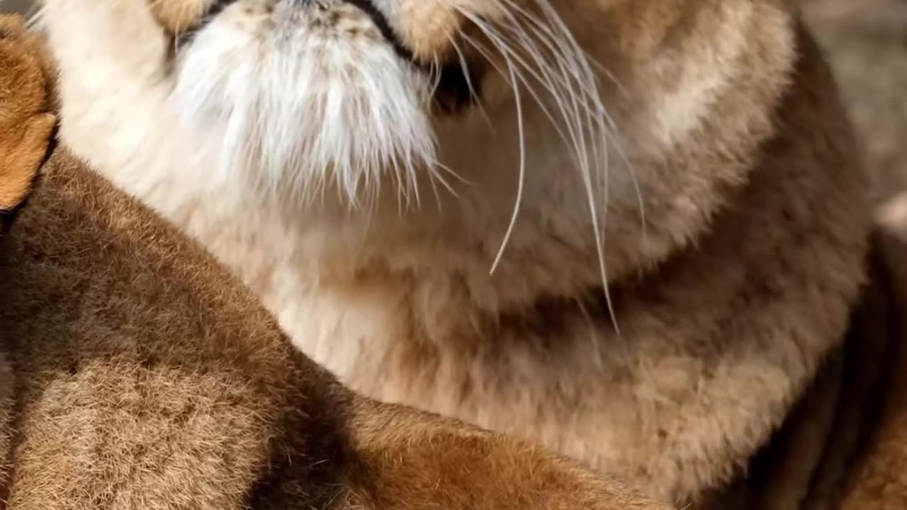 Unbelievable Facts about Lions