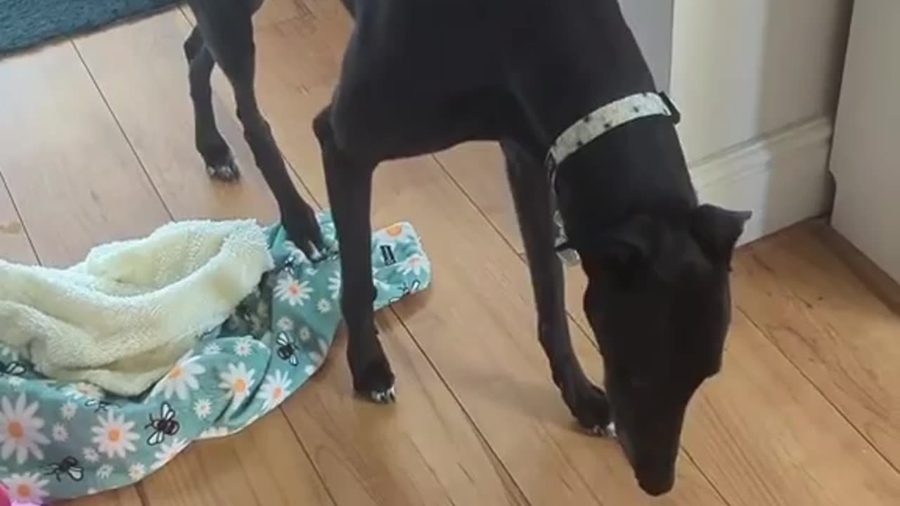 When your dog becomes the ultimate 'invisible ninja,'🥷👤🗡️ #NinjaPawssassin