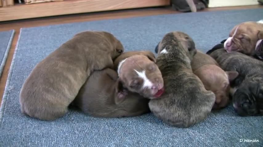 Cachorros Pit Bull de 2 semanas de Mia (en HD)