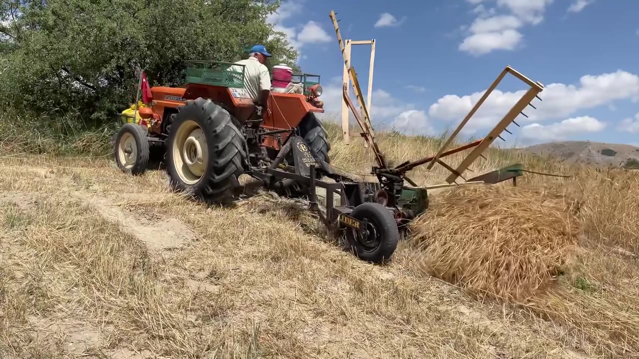 Wheat harvesting