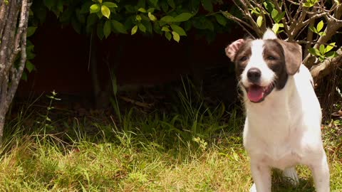 Happy Dog Playing Outside