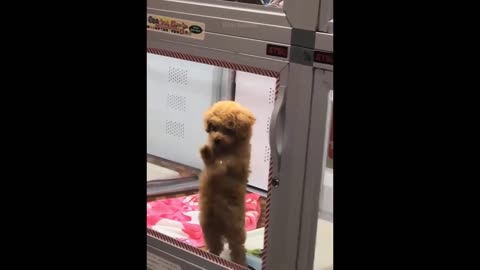 Funny Cat and Dogs Video Compilation